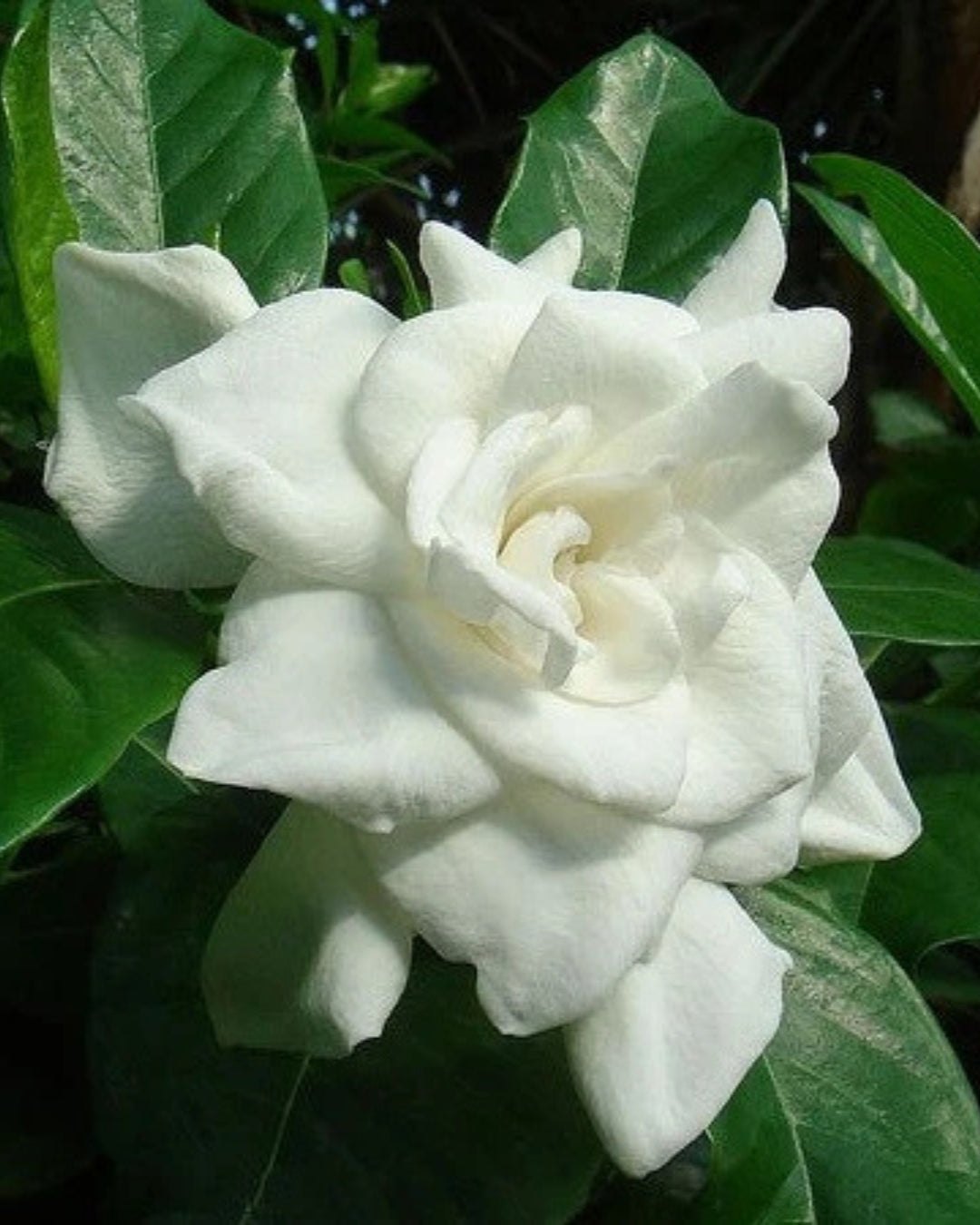 Bees Plant Hub Gandhraj / Gardenia Cape Jasmine Multi Petal (Paarijatham) Highly Fragrant All Time Flowering Live Plant