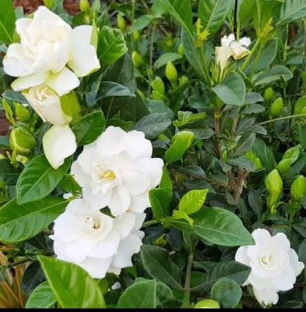 Bees Plant Hub Gandhraj / Gardenia Cape Jasmine Multi Petal (Paarijatham) Highly Fragrant All Time Flowering Live Plant