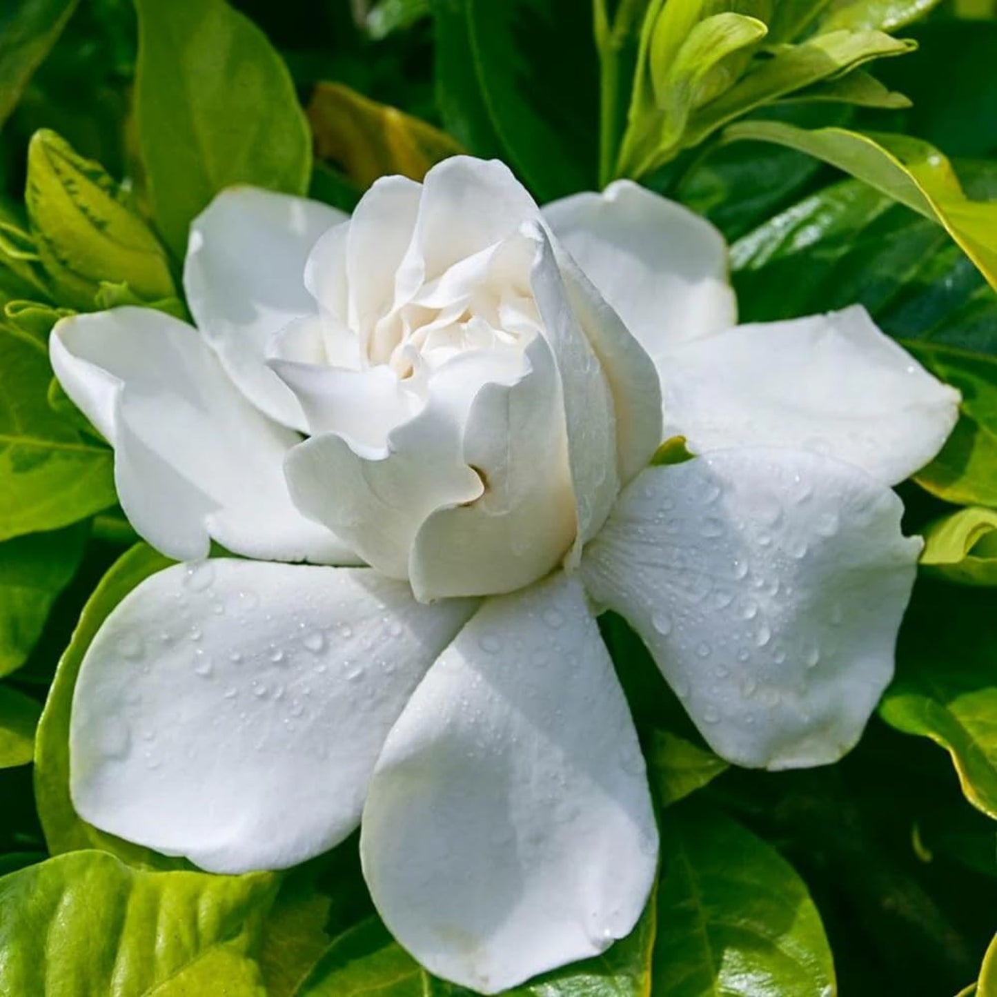 Bees Plant Hub Gandhraj / Gardenia Cape Jasmine Multi Petal (Paarijatham) Highly Fragrant All Time Flowering Live Plant