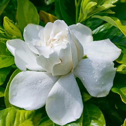 Bees Plant Hub Gandhraj / Gardenia Cape Jasmine Multi Petal (Paarijatham) Highly Fragrant All Time Flowering Live Plant