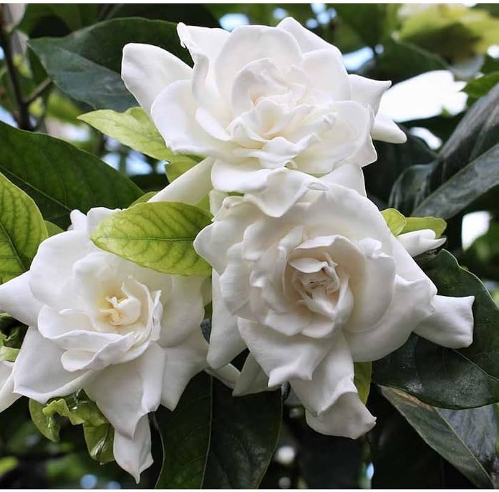 Bees Plant Hub Gandhraj / Gardenia Cape Jasmine Multi Petal (Paarijatham) Highly Fragrant All Time Flowering Live Plant