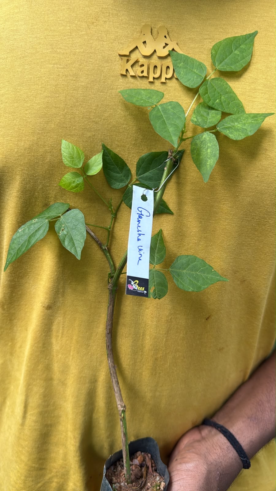 Bees Plant Hub Ganesha vine / Snail vine (Vigna speciosa) Rare Flowering Live Plant