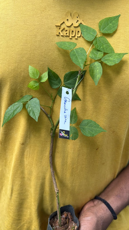Bees Plant Hub Ganesha vine / Snail vine (Vigna speciosa) Rare Flowering Live Plant