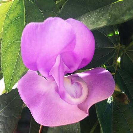 Bees Plant Hub Ganesha vine / Snail vine (Vigna speciosa) Rare Flowering Live Plant