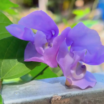 Bees Plant Hub Ganesha vine / Snail vine (Vigna speciosa) Rare Flowering Live Plant