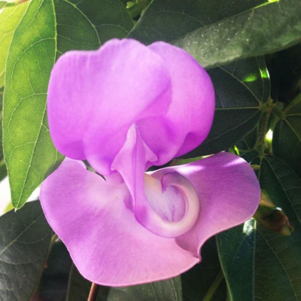 Bees Plant Hub Ganesha vine / Snail vine (Vigna speciosa) Rare Flowering Live Plant