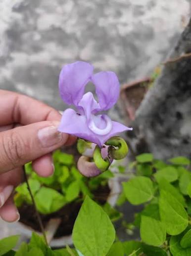 Bees Plant Hub Ganesha vine / Snail vine (Vigna speciosa) Rare Flowering Live Plant