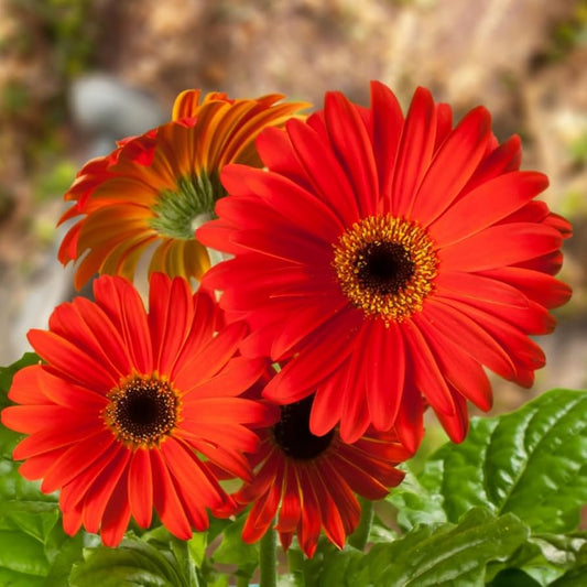 Bees Plant Hub Gerbera Red Flowering Live Plant - Pot with Flowers