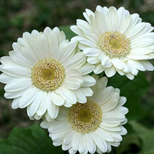 Bees Plant Hub Gerbera White Flowering Live Plant Pot with Flowers