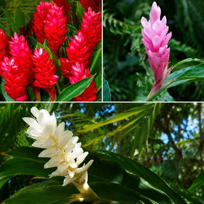 Bees Plant Hub Alpinia Ginger Red, Pink and White Combo Flowering Live Plant