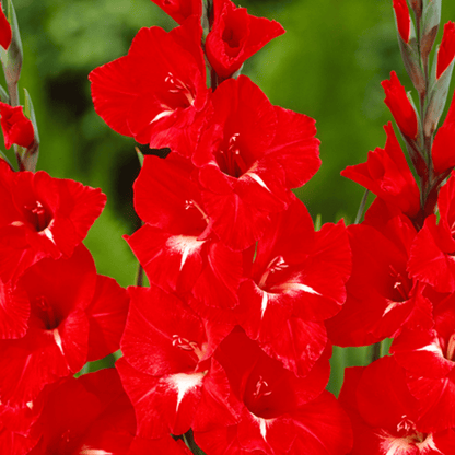 Gladiolus Traderhorn Flowering Live Plant