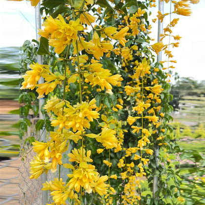 Bees Plant Hub Golden Cascade Creeper/Climber Flowering Live Plant