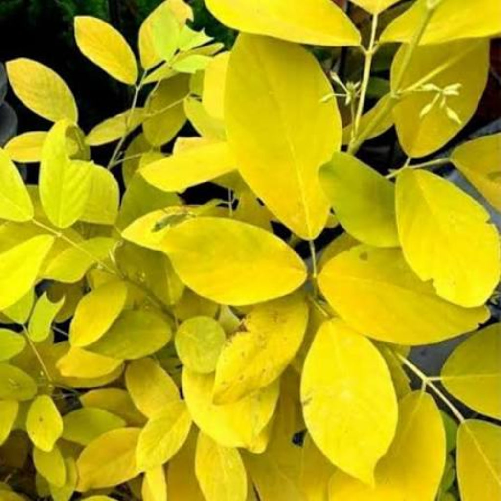 Bees Plant Hub Golden Desmodium (Desmodium aureum) Ornamental Live Plant