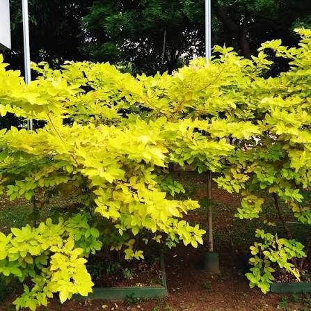 Bees Plant Hub Golden Desmodium (Desmodium aureum) Ornamental Live Plant