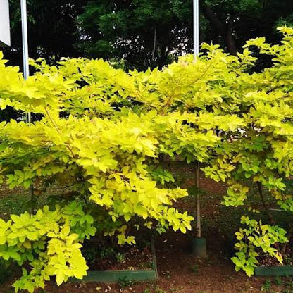 Bees Plant Hub Golden Desmodium (Desmodium aureum) Ornamental Live Plant