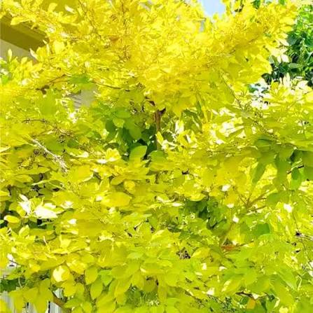 Bees Plant Hub Golden Desmodium (Desmodium aureum) Ornamental Live Plant