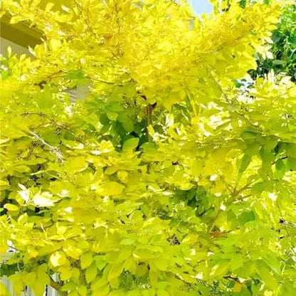 Bees Plant Hub Golden Desmodium (Desmodium aureum) Ornamental Live Plant
