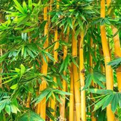 Bees Plant Hub Golden Bamboo (Phyllostachys aurea) Live Plant