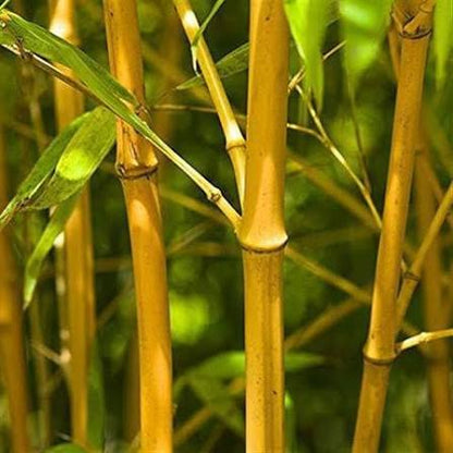Bees Plant Hub Golden Bamboo (Phyllostachys aurea) Live Plant