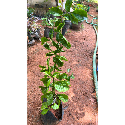 Bees Plant Hub Golden Cascade Creeper/Climber Flowering Live Plant