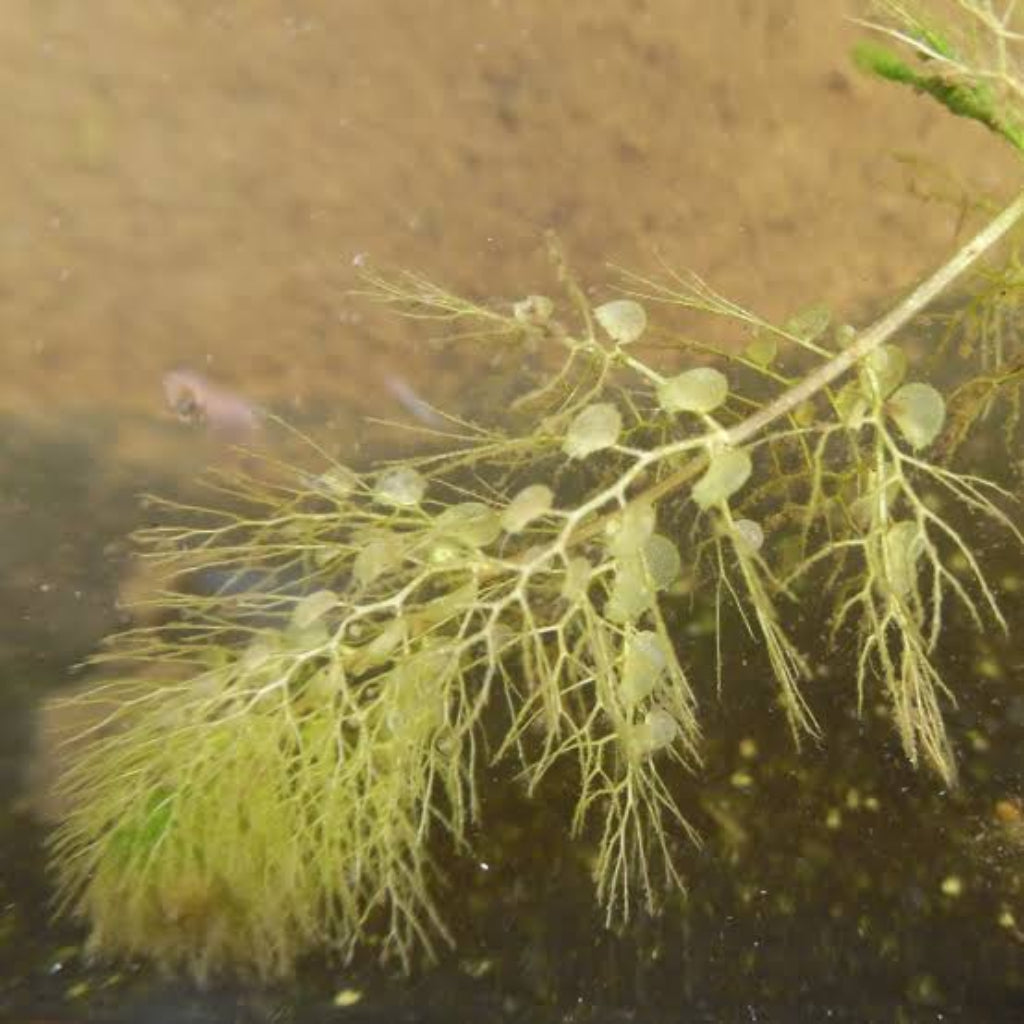 Bees Plant Hub Greater Bladderwort (Utricularia vulgaris) Aquarium Live Plant