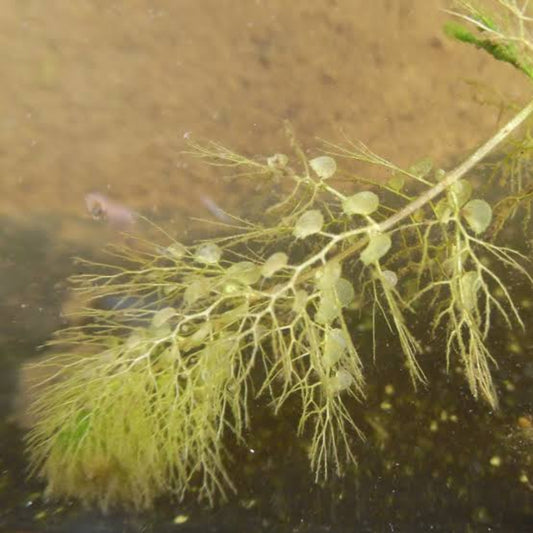 Bees Plant Hub Greater Bladderwort (Utricularia vulgaris) Aquarium Live Plant