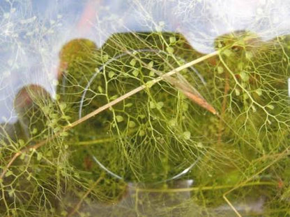 Bees Plant Hub Greater Bladderwort (Utricularia vulgaris) Aquarium Live Plant