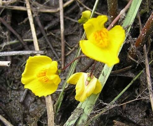 Bees Plant Hub Greater Bladderwort (Utricularia vulgaris) Aquarium Live Plant