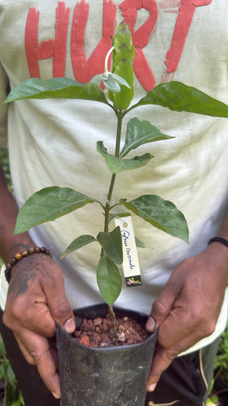 Bees Plant Hub Crossandra Green (Kanakambaram) All Time Flowering Live Plant