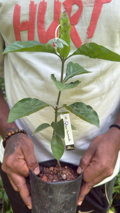 Bees Plant Hub Crossandra Green (Kanakambaram) All Time Flowering Live Plant