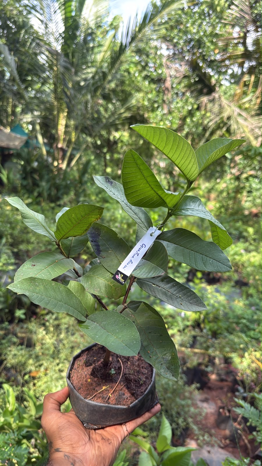 Bees Plant Hub Guava Tree Bonsai Indoor Live Plant