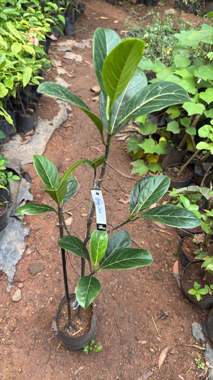 Bees Plant Hub Gumless Jackfruit (Artocarpus heterophyllus) Fruit Live Plant