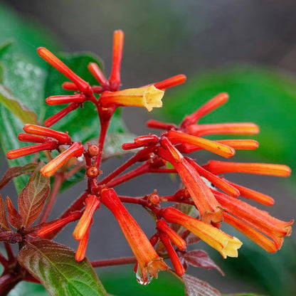 Bees Plant Hub Hamelia Hummingbird All Time Flowering Live Plant