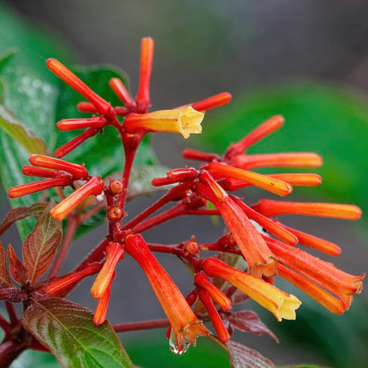 Bees Plant Hub Hamelia Hummingbird All Time Flowering Live Plant