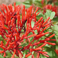 Bees Plant Hub Hamelia Hummingbird All Time Flowering Live Plant