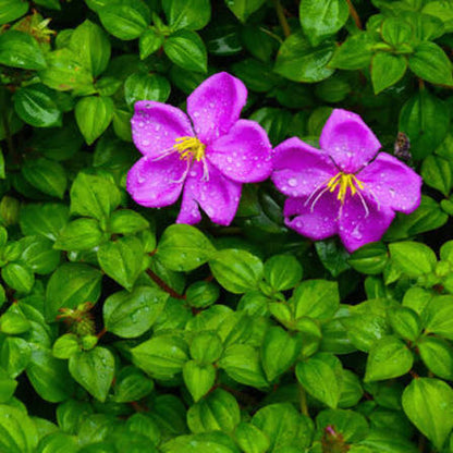 Bees Plant Hub Hanging Melastoma (Tibouchina) Flowering Live Plant