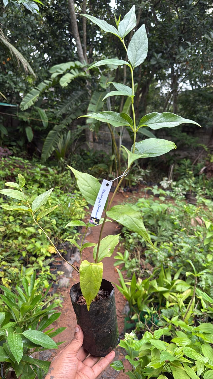 Bees Plant Hub Harsringar (Pavizhamalli) Flowering Live Plant