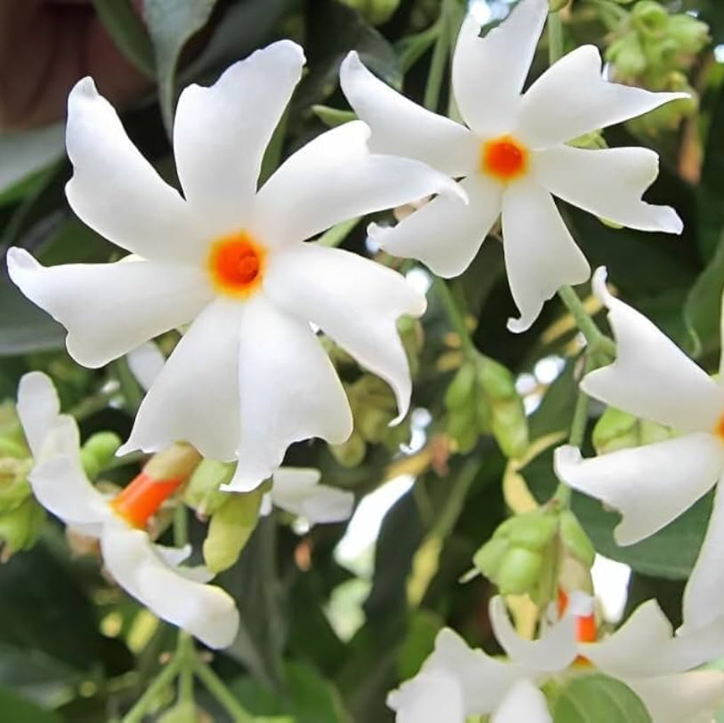 Bees Plant Hub Harsringar (Pavizhamalli) Flowering Live Plant