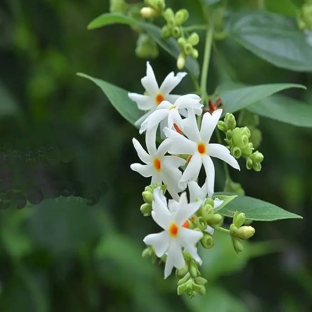 Bees Plant Hub Harsringar (Pavizhamalli) Flowering Live Plant