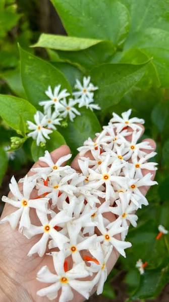 Bees Plant Hub Harsringar (Pavizhamalli) Flowering Live Plant
