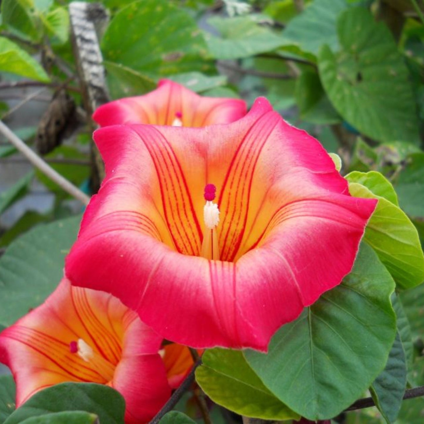Bees Plant Hub Hawaiian Bell Sunset Vine (Stictocardia Beraviensis) All Time Flowering Live Plant