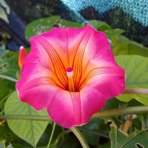 Bees Plant Hub Hawaiian Bell Sunset Vine (Stictocardia Beraviensis) All Time Flowering Live Plant