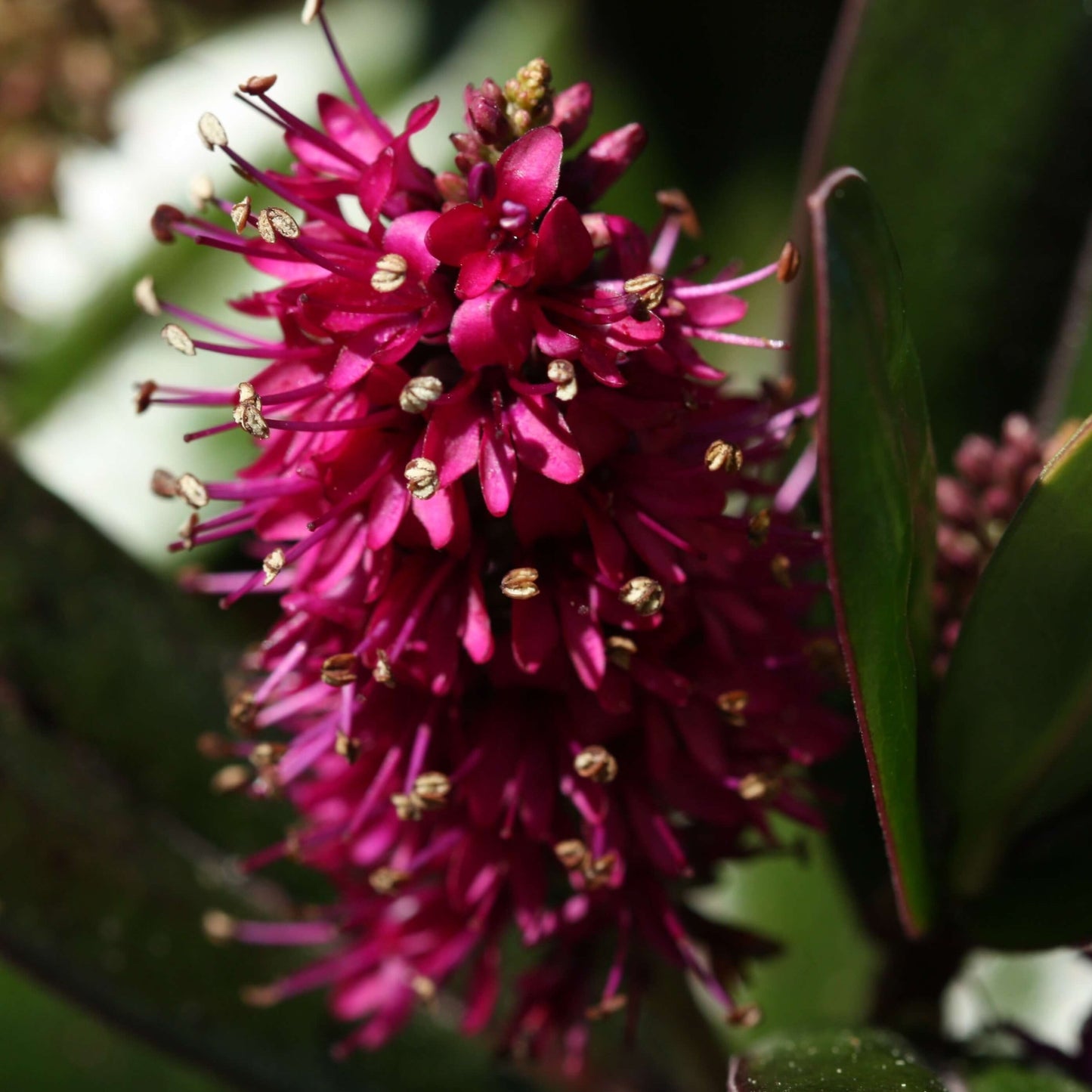 Rare Hebe Speciosa Magenta Flowering Live Plant