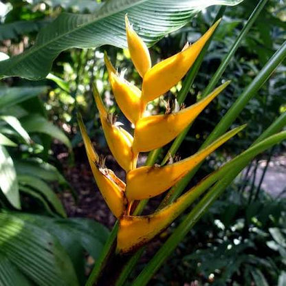Bees Plant Hub Heliconia Lobster Claw Yellow Flowering Live Plant