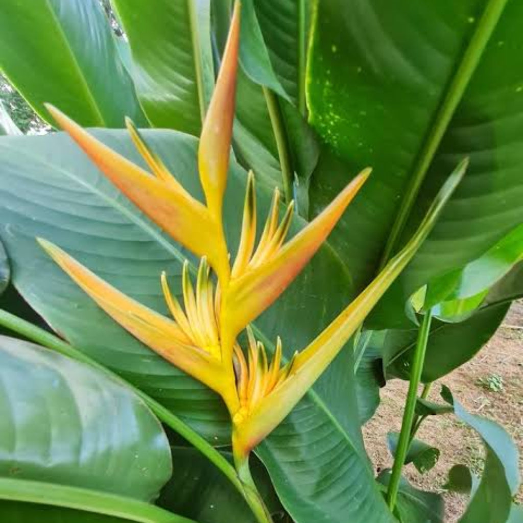 Bees Plant Hub Heliconia Lobster Claw Yellow Flowering Live Plant