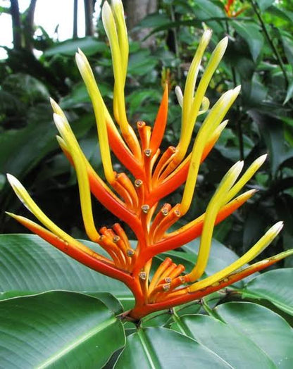 Bees Plant Hub Heliconia Longiflora Flowering Live Plant