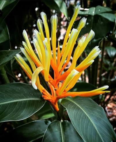 Bees Plant Hub Heliconia Longiflora Flowering Live Plant