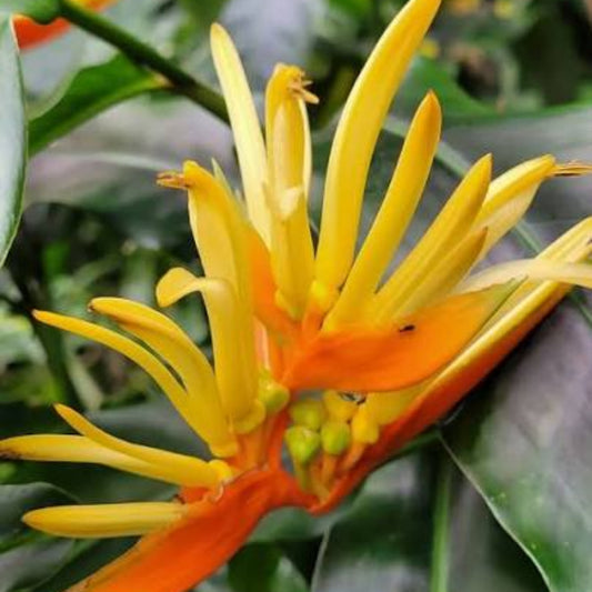 Bees Plant Hub Heliconia Longiflora Flowering Live Plant