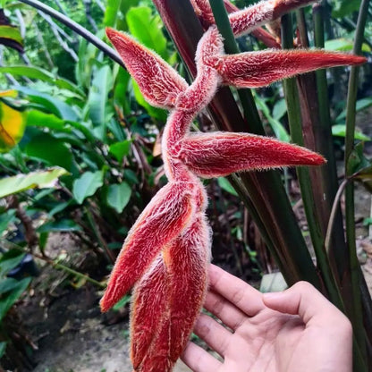 Bees Plant Hub Heliconia Vellerigera Flowering Live Plant