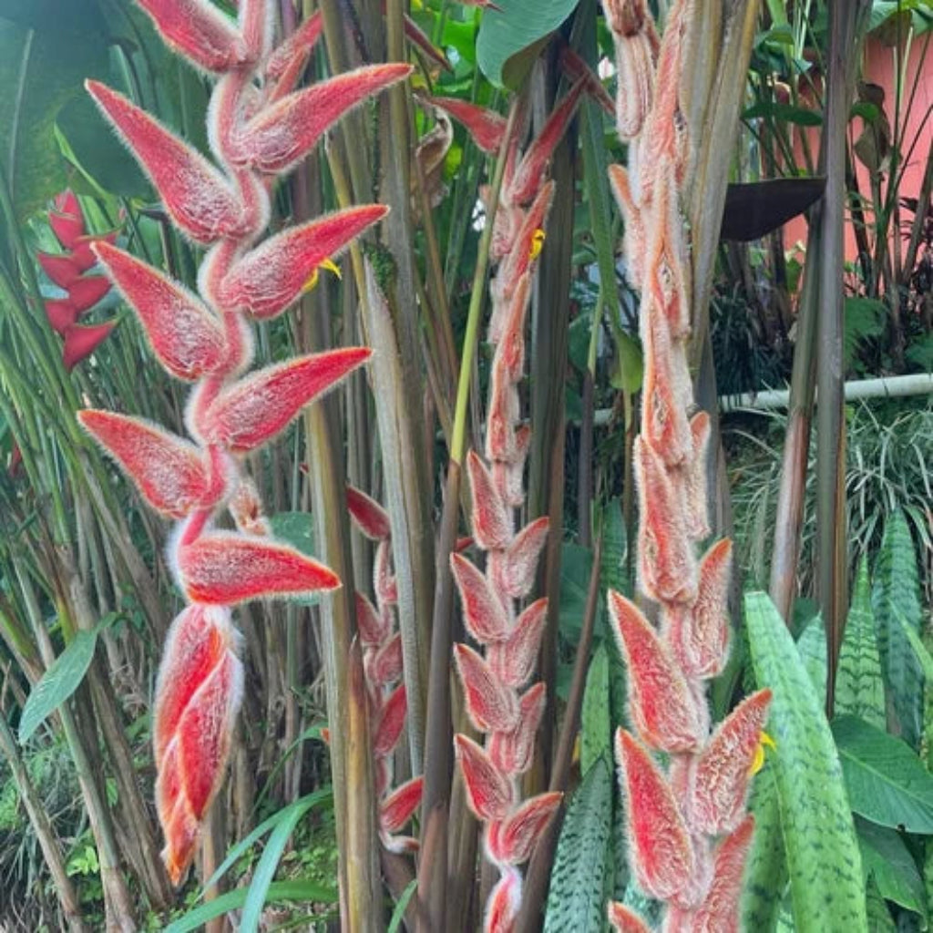 Bees Plant Hub Heliconia Vellerigera Flowering Live Plant